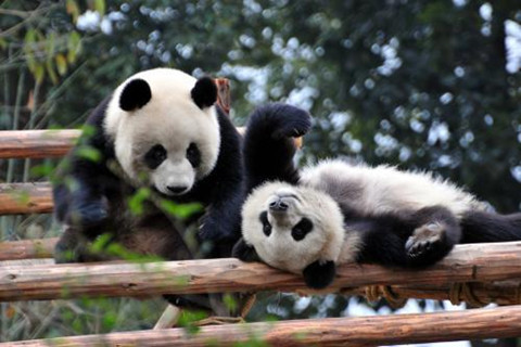 Base de Cría e Investigación de Panda
