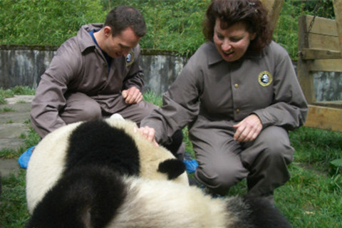 4 Días Chengdu y Panda Voluntario Experiencia Tour
