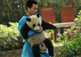 Base de Cría e Investigación de Panda