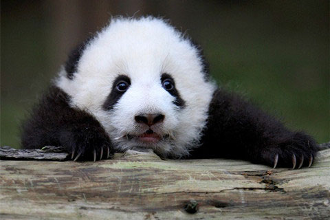 12 Días China Panda Tour