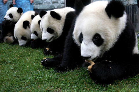 Panda en Zoológico de Beijing