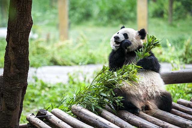 Panda en Zoológico de Chongqing