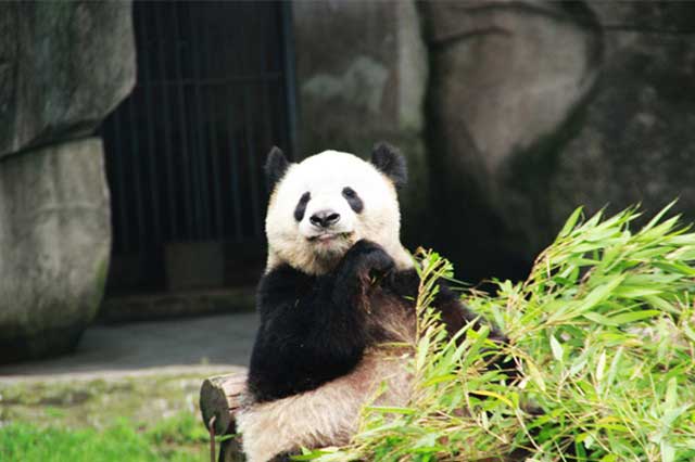Zoológico de Chongqing