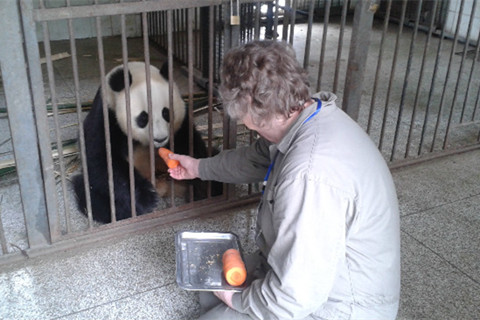 Programa de Panda Voluntario como Criador