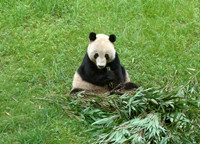 Zoológico de Chongqing (Sala de Panda)