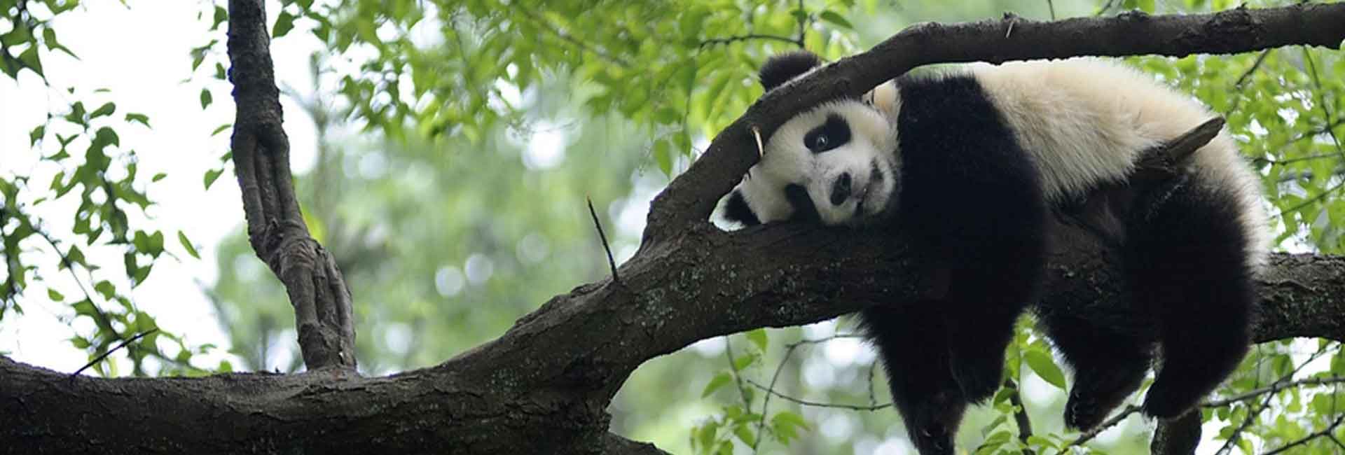 Viajes de Panda China